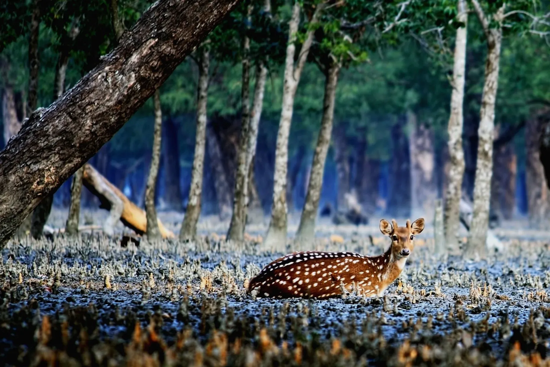 সুন্দরবন